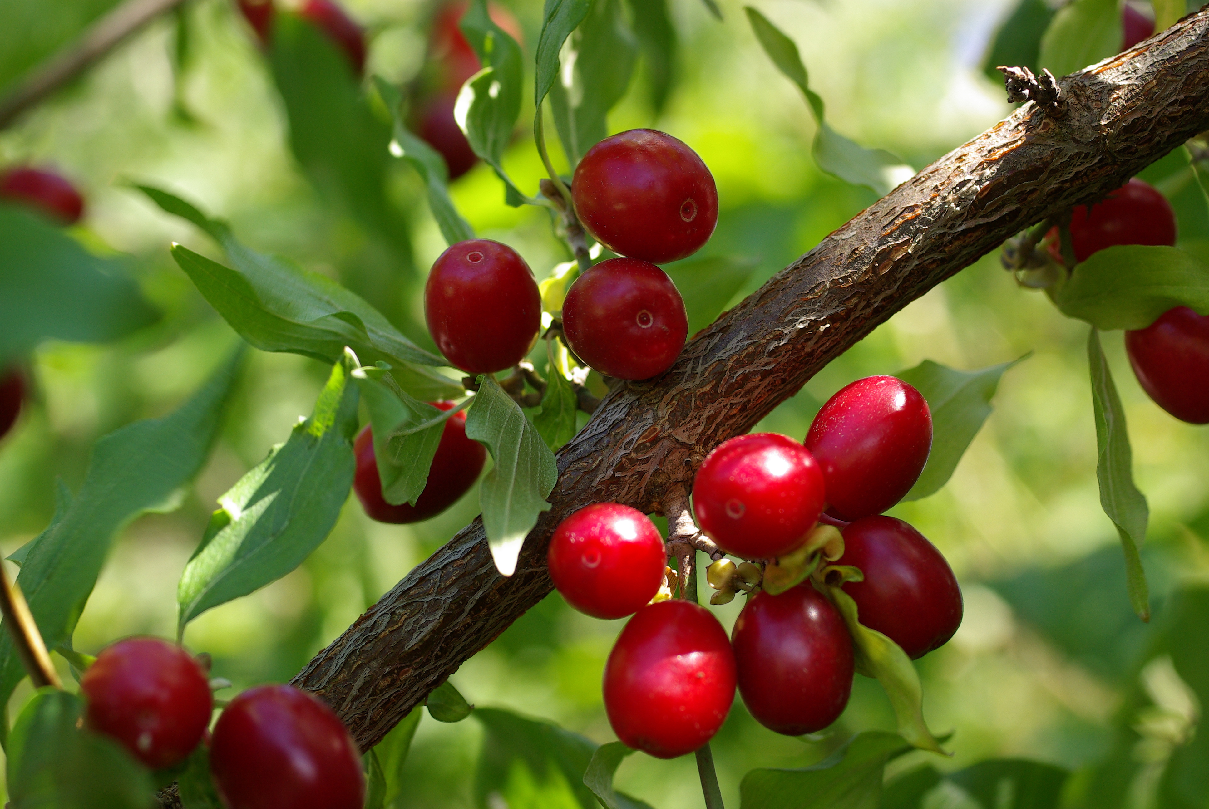 http://www.musees.vd.ch/fileadmin/groups/11/images/Presse/NdM2011/1295%20Cornus%20mas%20fruits%201725.JPG