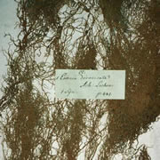 Evernia divaricata